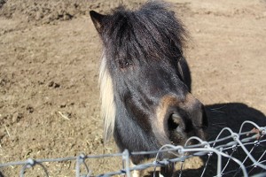 diva-pony