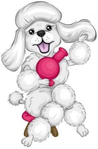 white-poodle
