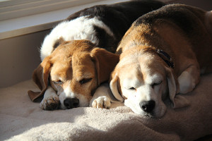 Left: Izzy ---- Right: Wilbee