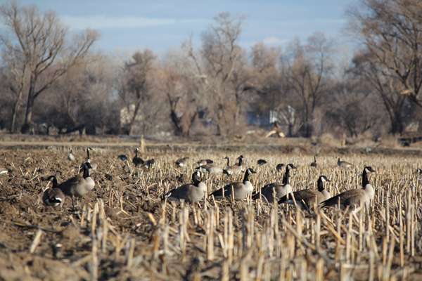 geese-1.jpg