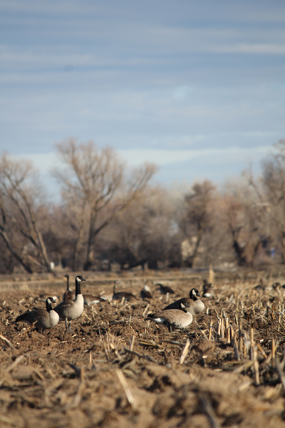 geese-2.jpg