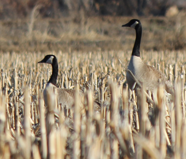 geese-3.jpg