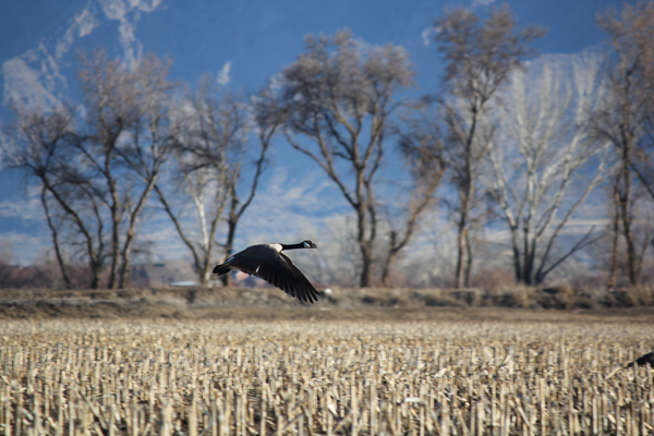 geese-4.jpg