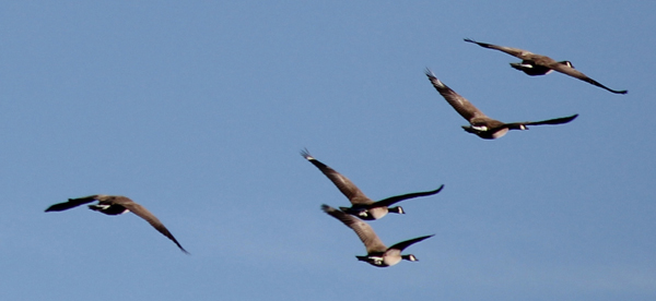 geese-5.jpg