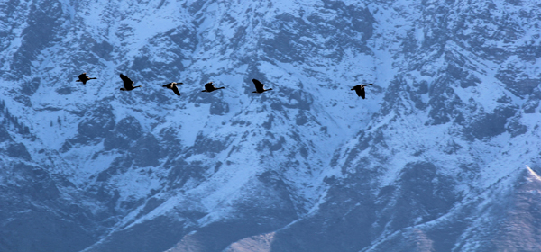 geese-6.jpg