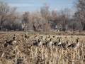 geese-1.jpg