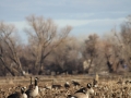 geese-2.jpg