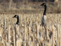 geese-3.jpg