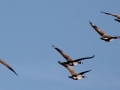 geese-5.jpg