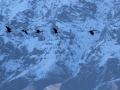 geese-6.jpg